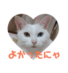 しろねこみーたん（個別スタンプ：4）