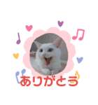 しろねこみーたん（個別スタンプ：5）