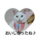 しろねこみーたん（個別スタンプ：6）