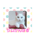 しろねこみーたん（個別スタンプ：8）