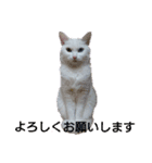 しろねこみーたん（個別スタンプ：10）