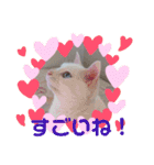 しろねこみーたん（個別スタンプ：11）