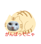 しろねこみーたん（個別スタンプ：12）