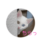 しろねこみーたん（個別スタンプ：13）
