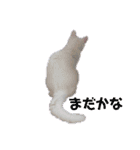 しろねこみーたん（個別スタンプ：14）
