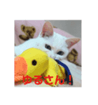しろねこみーたん（個別スタンプ：16）