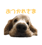 ペローだよ全員集合！（個別スタンプ：1）