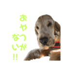 ペローだよ全員集合！（個別スタンプ：2）