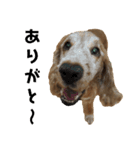 ペローだよ全員集合！（個別スタンプ：3）