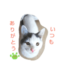 ベビーフェイスな保護猫ハルのスタンプ（個別スタンプ：1）