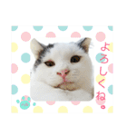 ベビーフェイスな保護猫ハルのスタンプ（個別スタンプ：2）