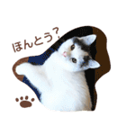 ベビーフェイスな保護猫ハルのスタンプ（個別スタンプ：3）