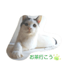 ベビーフェイスな保護猫ハルのスタンプ（個別スタンプ：4）