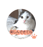 ベビーフェイスな保護猫ハルのスタンプ（個別スタンプ：5）