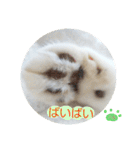 ベビーフェイスな保護猫ハルのスタンプ（個別スタンプ：6）
