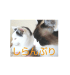 ベビーフェイスな保護猫ハルのスタンプ（個別スタンプ：7）