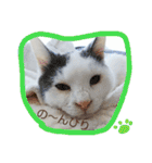 ベビーフェイスな保護猫ハルのスタンプ（個別スタンプ：11）
