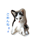 ベビーフェイスな保護猫ハルのスタンプ（個別スタンプ：12）