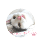 ベビーフェイスな保護猫ハルのスタンプ（個別スタンプ：14）