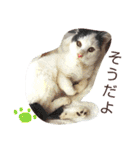 ベビーフェイスな保護猫ハルのスタンプ（個別スタンプ：16）