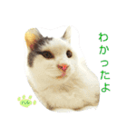 ベビーフェイスな保護猫ハルのスタンプ（個別スタンプ：18）