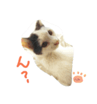 ベビーフェイスな保護猫ハルのスタンプ（個別スタンプ：19）