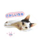 ベビーフェイスな保護猫ハルのスタンプ（個別スタンプ：22）