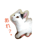 ベビーフェイスな保護猫ハルのスタンプ（個別スタンプ：23）
