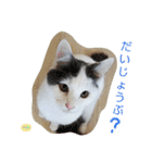 ベビーフェイスな保護猫ハルのスタンプ（個別スタンプ：24）