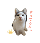 ベビーフェイスな保護猫ハルのスタンプ（個別スタンプ：27）