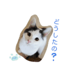 ベビーフェイスな保護猫ハルのスタンプ（個別スタンプ：28）