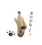 ベビーフェイスな保護猫ハルのスタンプ（個別スタンプ：29）