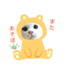 ベビーフェイスな保護猫ハルのスタンプ（個別スタンプ：30）