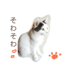 ベビーフェイスな保護猫ハルのスタンプ（個別スタンプ：31）