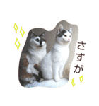 ベビーフェイスな保護猫ハルのスタンプ（個別スタンプ：33）