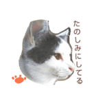 ベビーフェイスな保護猫ハルのスタンプ（個別スタンプ：34）