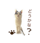 ベビーフェイスな保護猫ハルのスタンプ（個別スタンプ：35）
