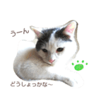 ベビーフェイスな保護猫ハルのスタンプ（個別スタンプ：36）