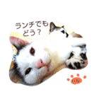 ベビーフェイスな保護猫ハルのスタンプ（個別スタンプ：37）