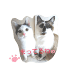ベビーフェイスな保護猫ハルのスタンプ（個別スタンプ：38）