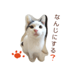 ベビーフェイスな保護猫ハルのスタンプ（個別スタンプ：39）