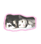 ベビーフェイスな保護猫ハルのスタンプ（個別スタンプ：40）