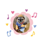 パグのさくらVr3（個別スタンプ：1）