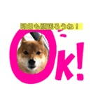 ほのぼの元気くん（個別スタンプ：1）