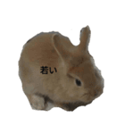 うさ子の気持ち3（個別スタンプ：4）
