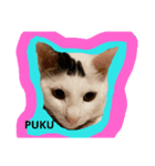 pukutechi stamps（個別スタンプ：1）