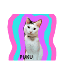 pukutechi stamps（個別スタンプ：8）