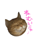 小林家の愉快なぺっと達。（個別スタンプ：2）