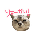 小林家の愉快なぺっと達。（個別スタンプ：3）