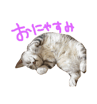 小林家の愉快なぺっと達。（個別スタンプ：6）